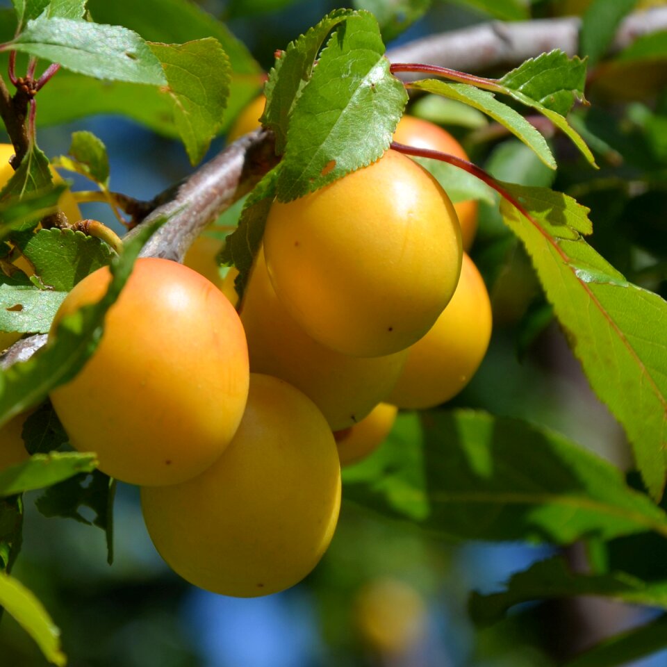 Delicious ripe yellow