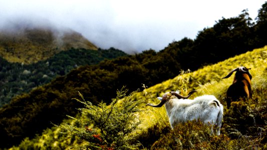 two mountain goat in grass field photo