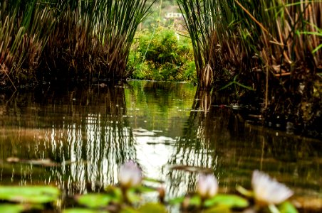 Oxygen, Reflection, Root
