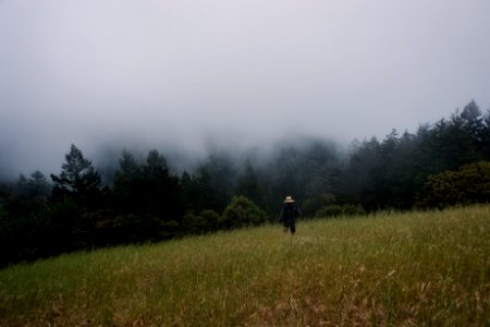 Mount tamalpais, United states, Trees photo