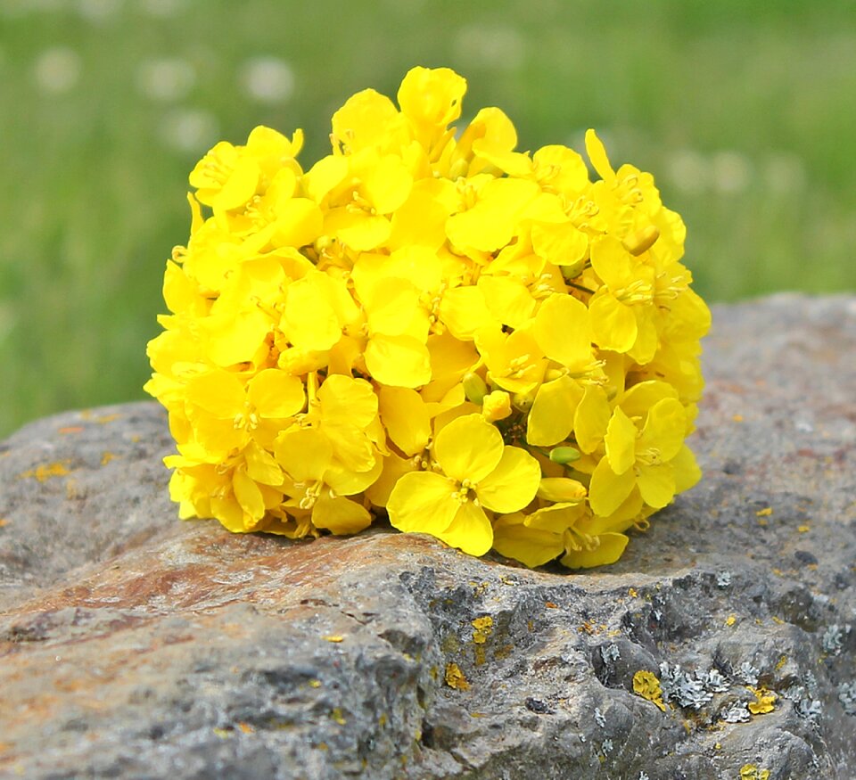 Background yellow rape flower