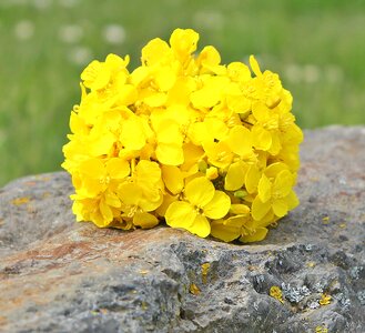 Background yellow rape flower