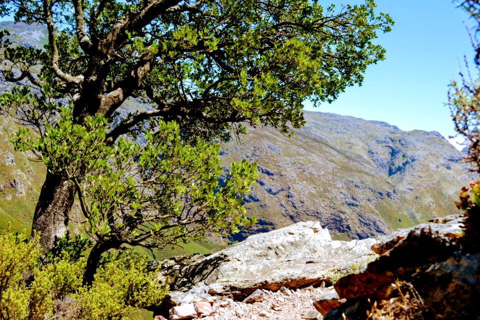 Jonkershoek nature reserve, Stellenbosch, South africa