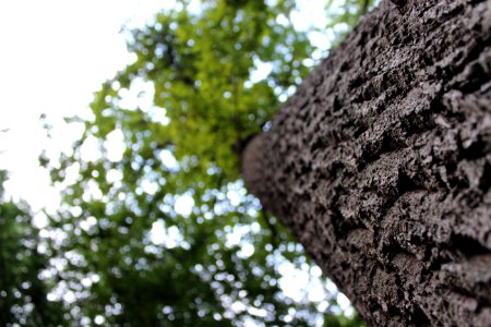 Tiergarten, Berlin, Germany photo