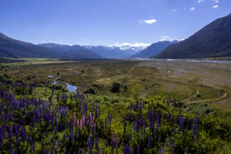 New zeal, Arthur s pass, Flowers photo