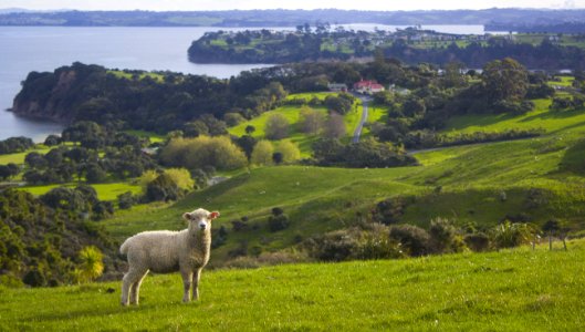 New zeal, Shakespear regional park, Auckl photo