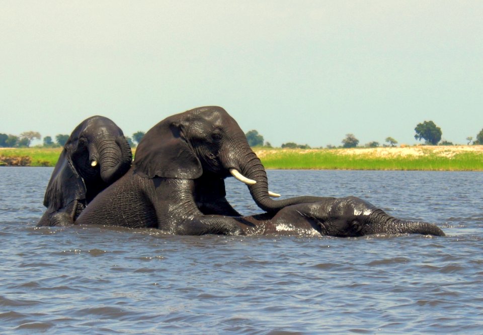 Chobe national park, Botswana, Africa