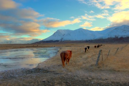 cow walking on field near mountain alps photo