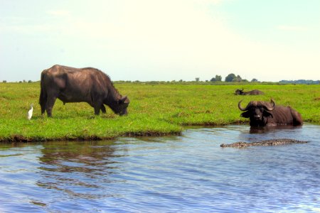 Botswana, Chobe national park, Africa photo