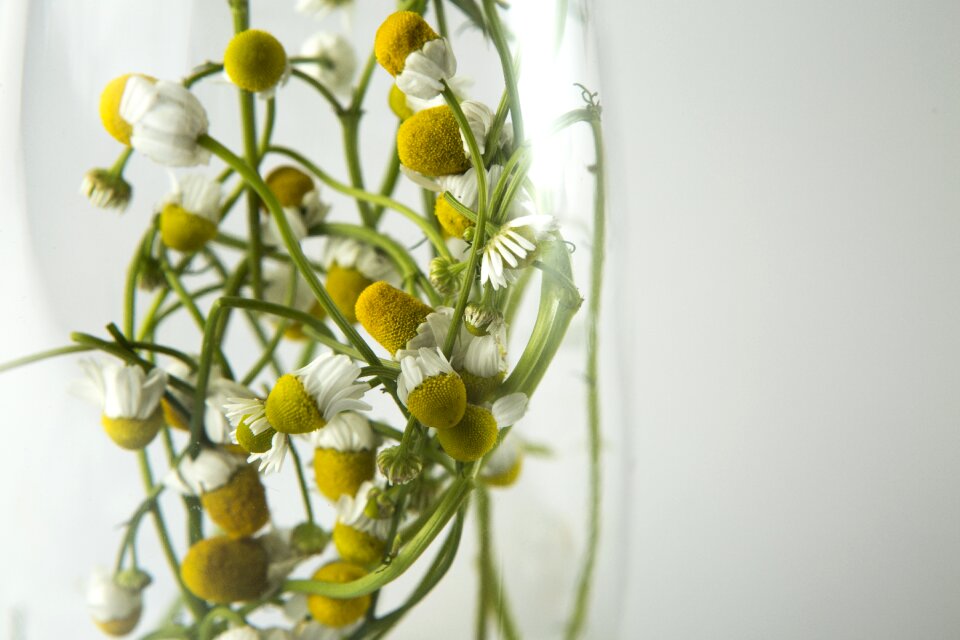 Leaf spring flower