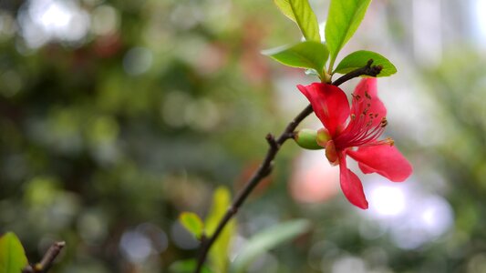 Spring flower open