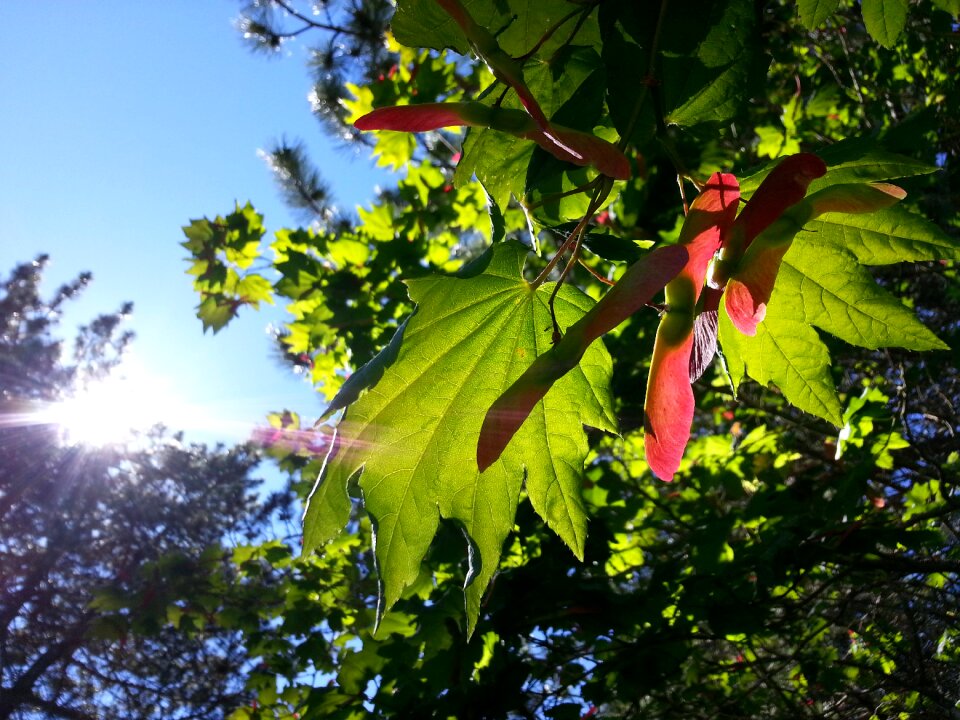 Foliage sunny green photo