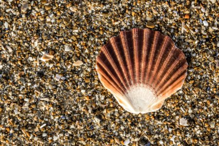 Seashore, Seashell photo