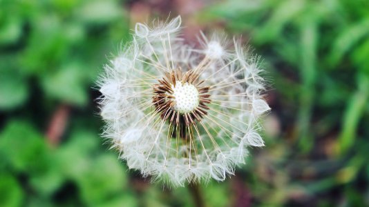 Trgovite, Photography, Close up