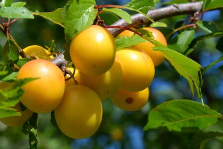 Delicious ripe yellow