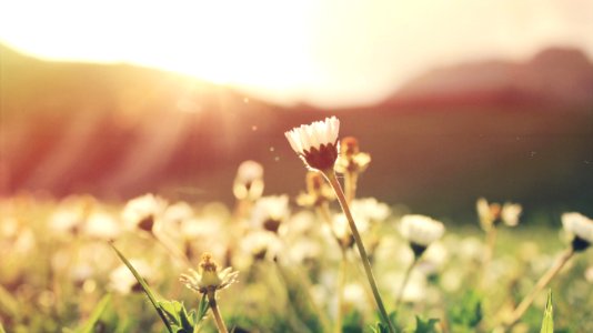 white petaled flowers