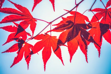selective focus photography of red maple leaves photo