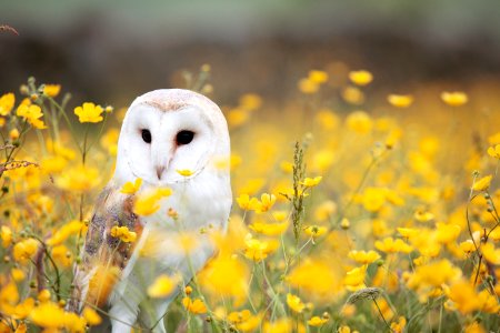 white and brown barn owl on yellow petaled flower field photo