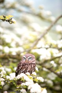 brown owl on tree branch in shallow focus photography photo