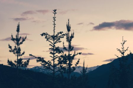 silhouette of flowers during sunset photo