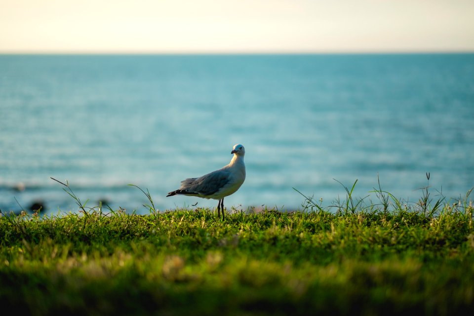 Nightcliff, Australia, Bird
