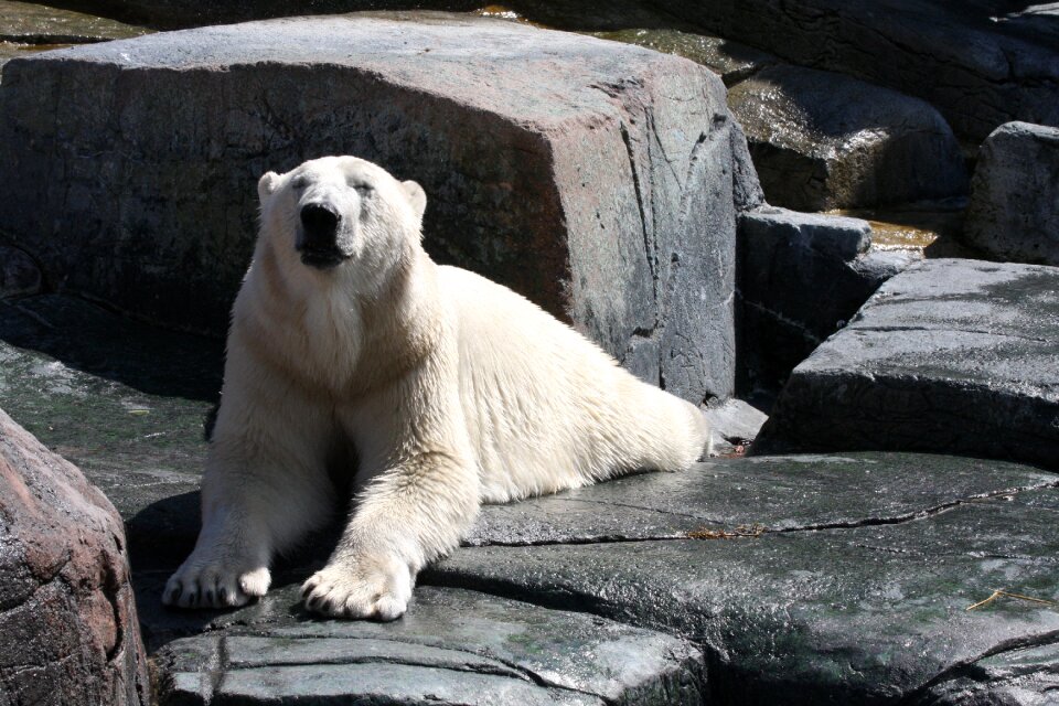 Polar bear wildlife fur