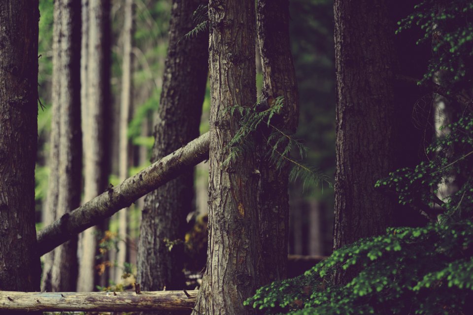 Whistler, Canada, Bark