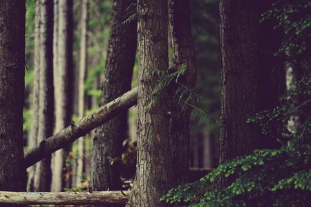 Whistler, Canada, Bark photo