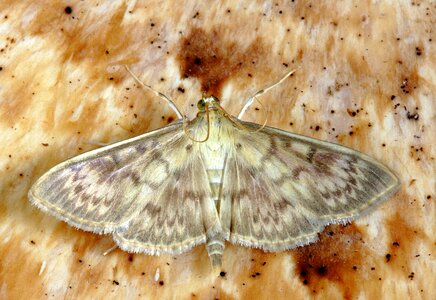 Lepidoptera invertebrate striped