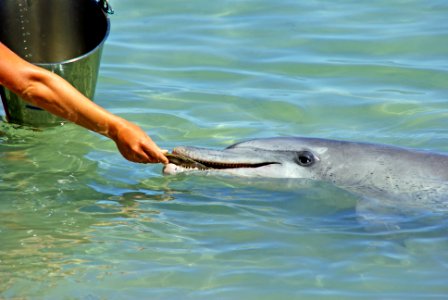 person feeding gray dolphin