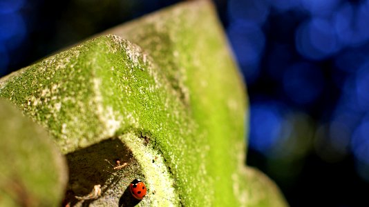 Grave, Nature, Ladybug photo