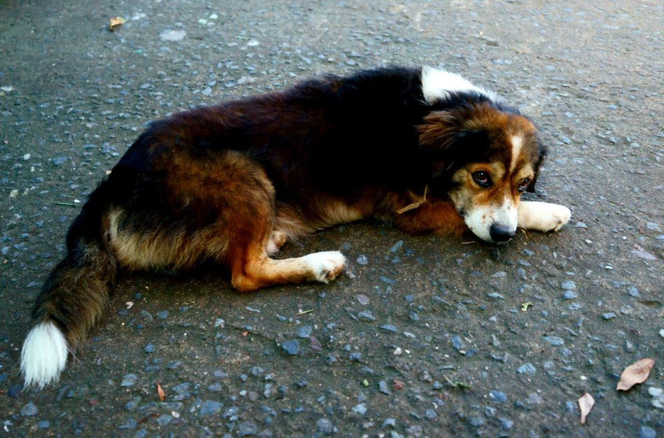 Tortuguero, Costa rica, Canine