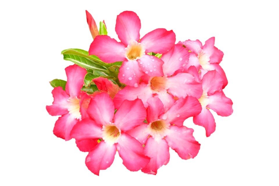 Garden plant nature