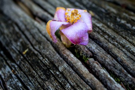 purple flower in tree