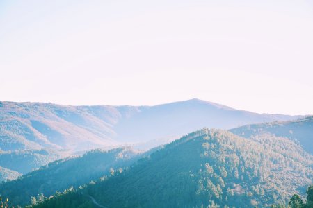 Scape, Trees, Moutain photo