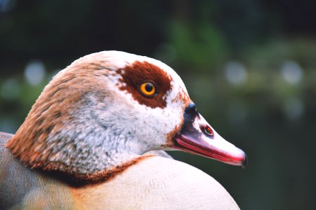 Garden, Bird, Lake