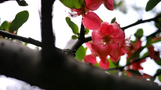 Spring flower open