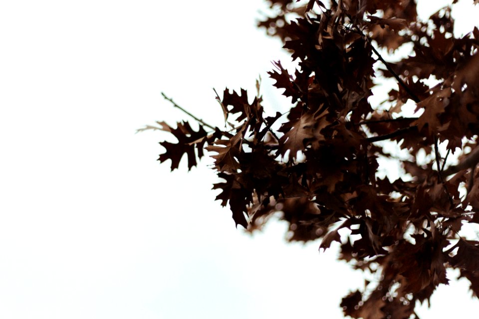 close-up photography of green leafed tree