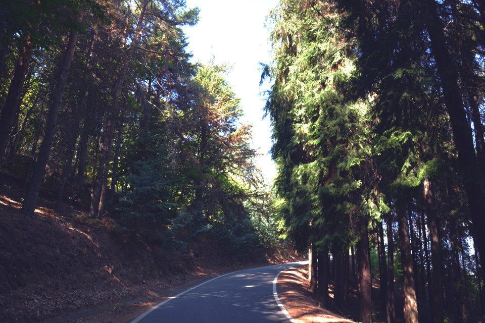 Trees, Mountain, Forest