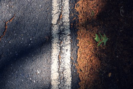 asphalt road beside green leafed plant photo