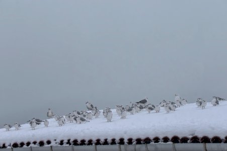 Beikta, Turkey, Flock