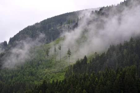 green leafed trees on mountains during fogs photo