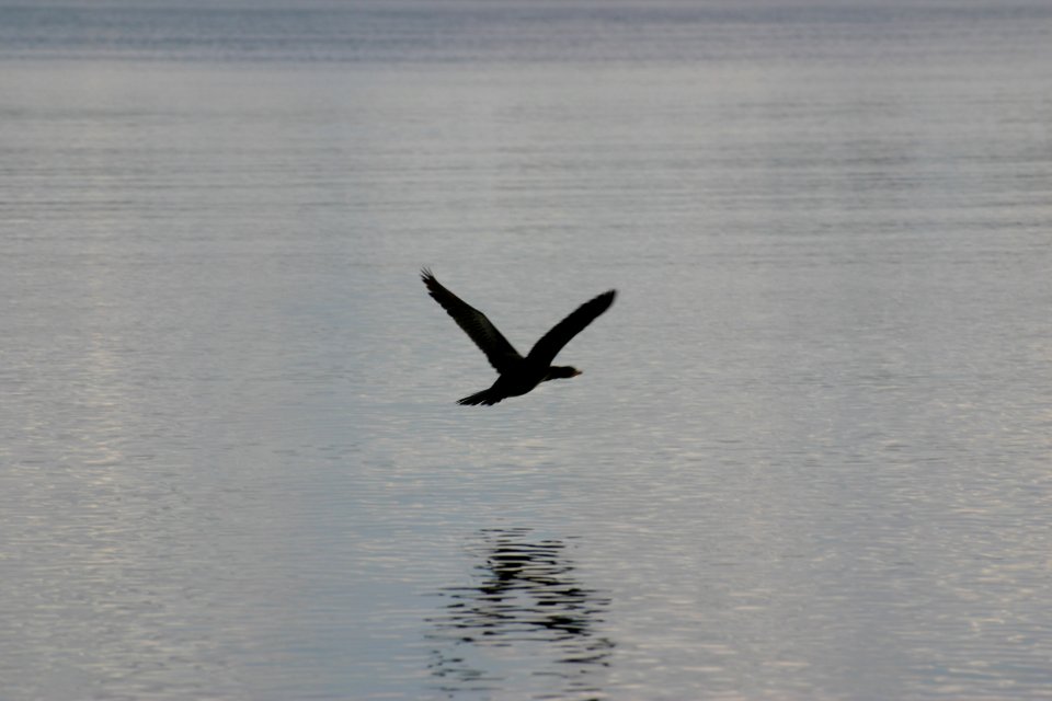 South africa, Flight, Bird