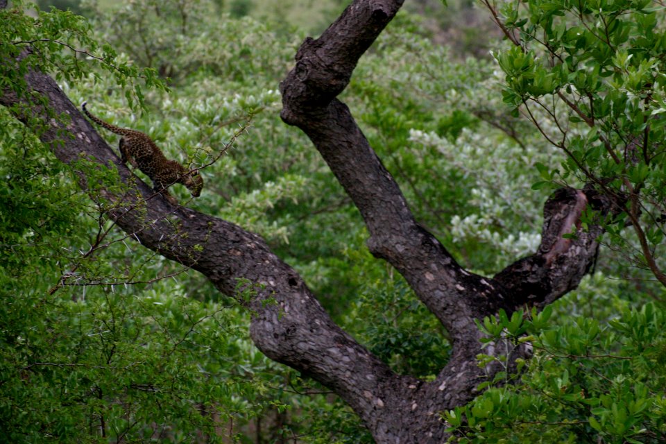 South africa, Tread carefully, Animals