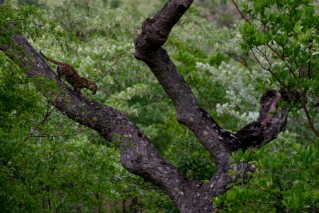 South africa, Tread carefully, Animals