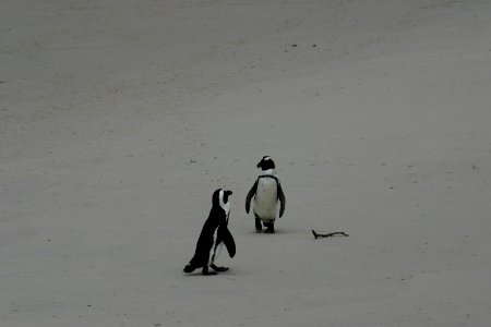 South africa, Penguins, Wildlife