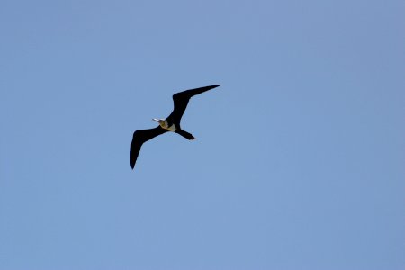 South africa, Sky, Flight photo