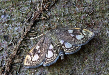 Lepidoptera invertebrate striped