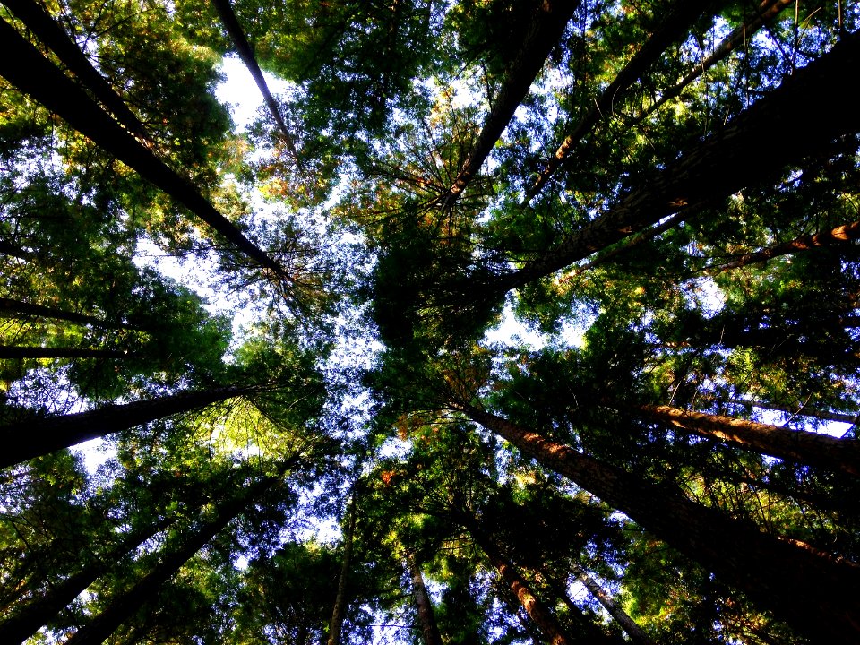 low-angle photography of tall tress during daytime