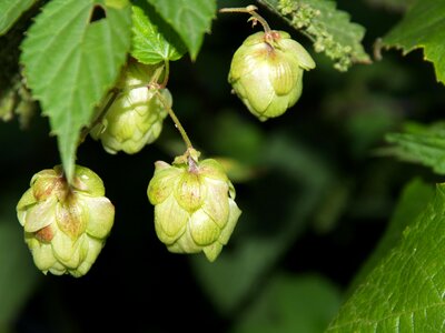 Garden summer plant